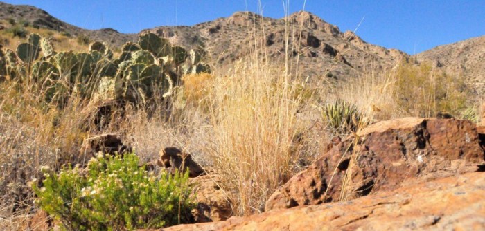 Desert_plants_in_Texas-e1392925905166